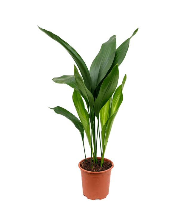 Aspidistra