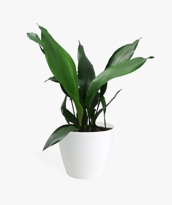 Aspidistra